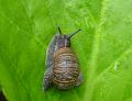 2008-0803_Snail_1445_19,2C